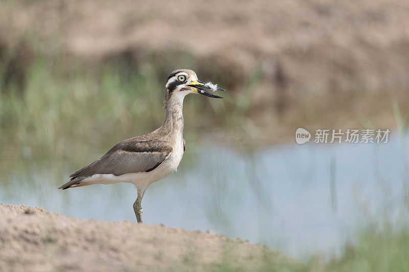 涉禽:成年大粗膝鹬(Esacus recurvirostris)，又称大石杓鹬。